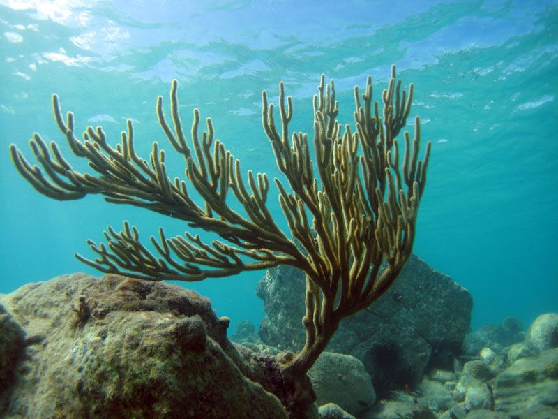 Spicules dans les cosmétiques : comment les micro-aiguilles contribuent à améliorer la peau